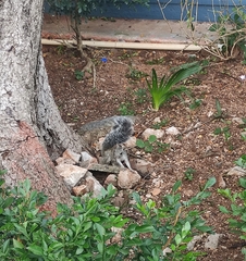 Sciurus yucatanensis