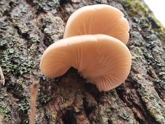 Pleurotus populinus