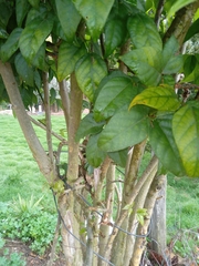 Ficus hispida