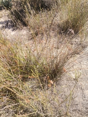 Thamnochortus platypteris