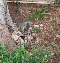 Sciurus yucatanensis