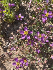Fagonia chilensis
