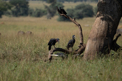 Bucorvus abyssinicus
