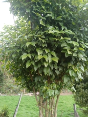 Ficus hispida