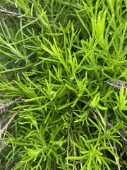 Euryops laxus