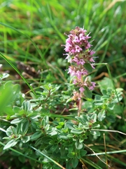 Thymus pulegioides