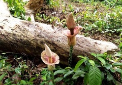 Amorphophallus paeoniifolius