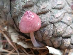 Mycena seynii