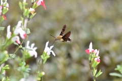 Macroglossum