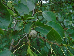 Alnus cordata