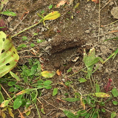 Capreolus capreolus