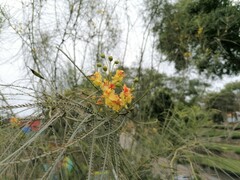Parkinsonia aculeata