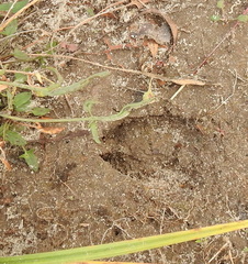 Capreolus capreolus
