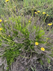 Euryops laxus