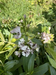 Microbotryum saponariae