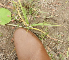 Capreolus capreolus