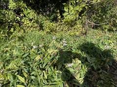 Microbotryum saponariae