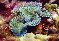 Tridacna squamosa