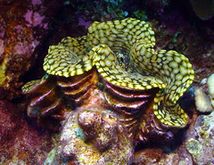 Tridacna squamosa
