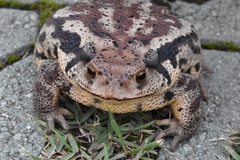 Bufo sachalinensis