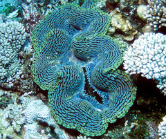 Tridacna squamosa