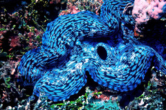 Tridacna squamosa