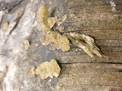 Fungi