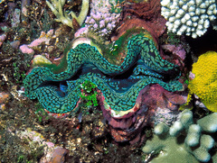 Tridacna squamosa