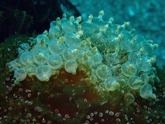 Entacmaea quadricolor