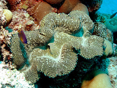 Tridacna squamosa