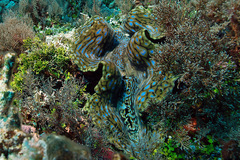Tridacna squamosa