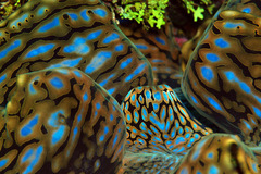 Tridacna squamosa