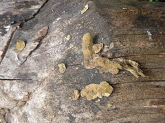Fungi
