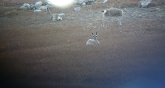 Procapra picticaudata