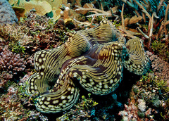 Tridacna squamosa