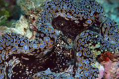 Tridacna squamosa