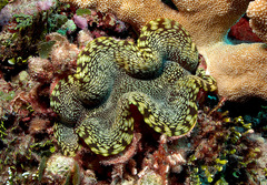 Tridacna squamosa