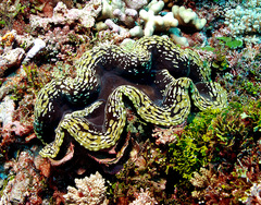 Tridacna squamosa