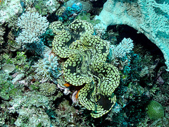 Tridacna squamosa