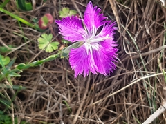 Dianthus gallicus