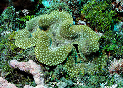 Tridacna squamosa