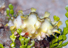 Tridacna squamosa