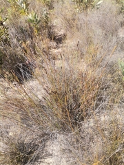 Willdenowia incurvata