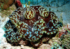 Tridacna squamosa