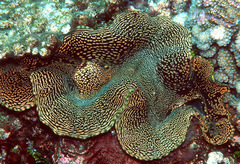 Tridacna squamosa