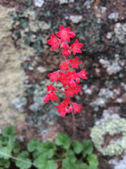 Heuchera sanguinea