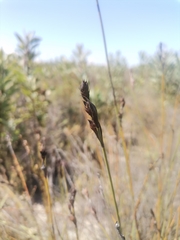 Willdenowia incurvata