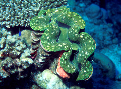 Tridacna squamosa