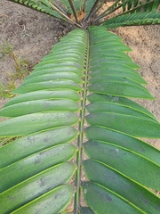 Encephalartos natalensis