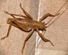 Schedocentrus